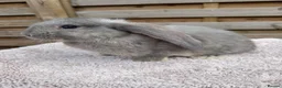 French Lop rabbits for sale: Baby French Lops ready to reserve - Advert 8