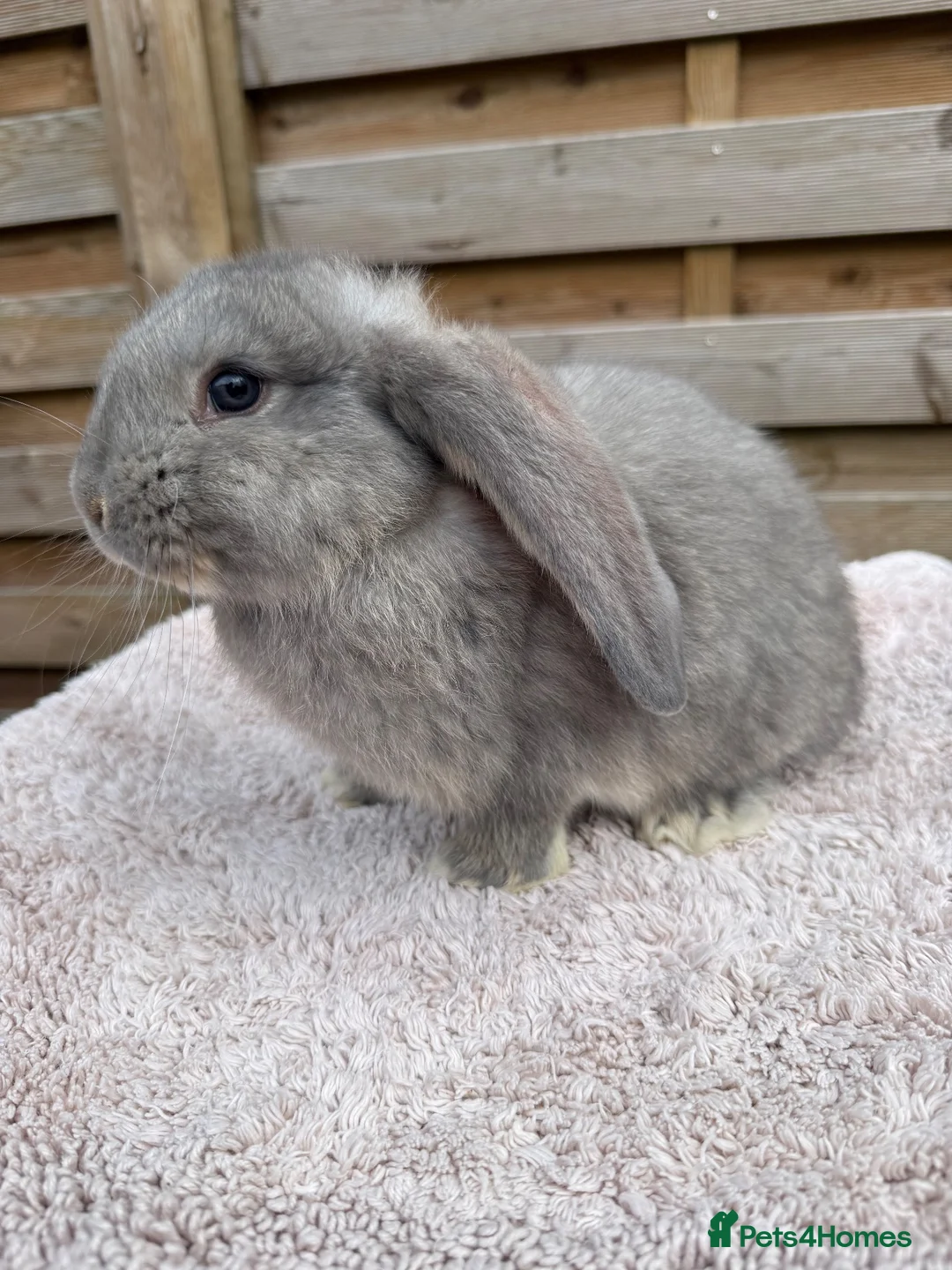 French Lop rabbits for sale: Baby French Lops ready to reserve - Advert 8