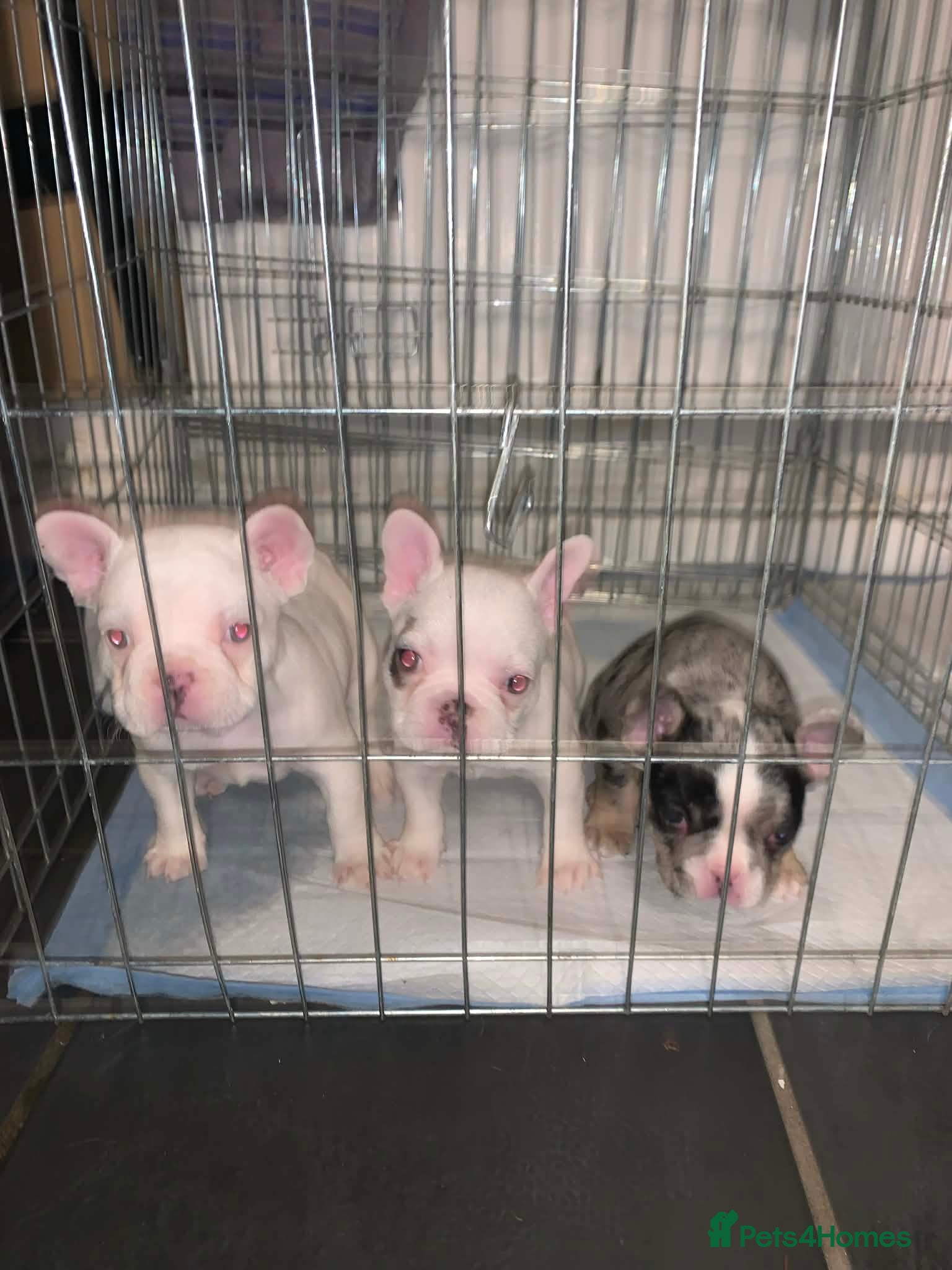 French Bulldog dogs French bulldog pups - Advert 16