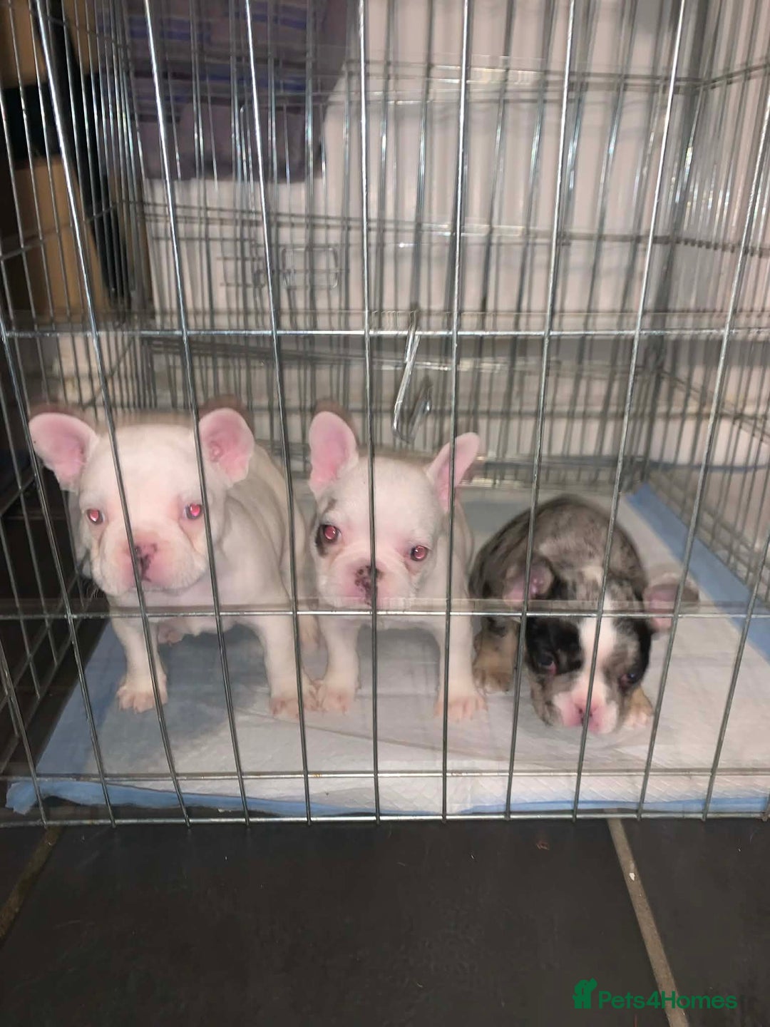 French Bulldog dogs for sale: French bulldog pups - Advert 1