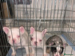 French Bulldog dogs French bulldog pups - Advert 1