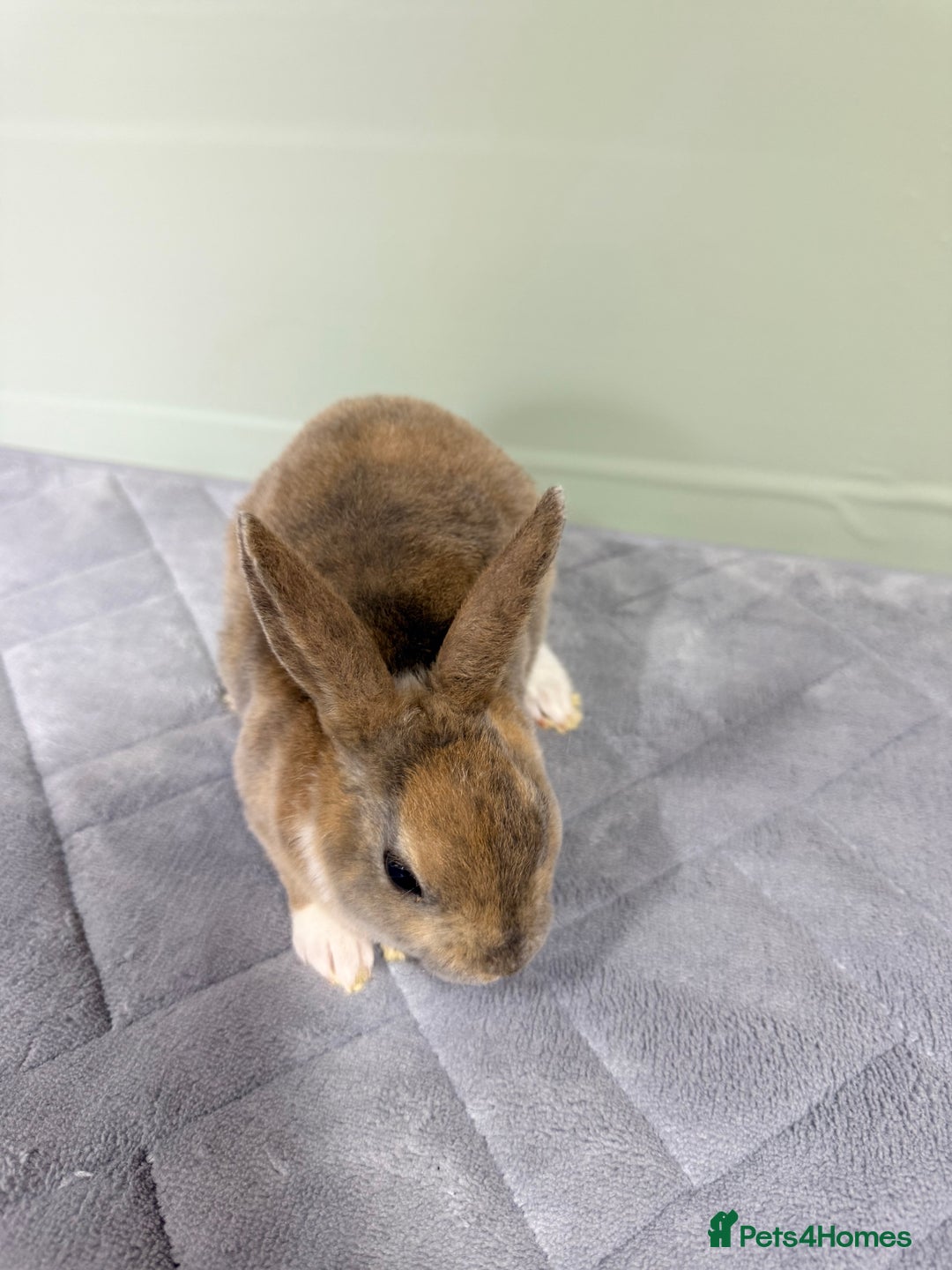 Rex rabbits for sale: Mini Rex's ‼️NOW AVAILABLE ‼️ 9 weeks old  - Advert 10