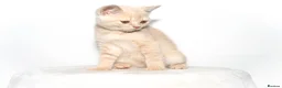 British Shorthair cats for sale: Cream British Shorthair Boy 🧸 - Advert 5