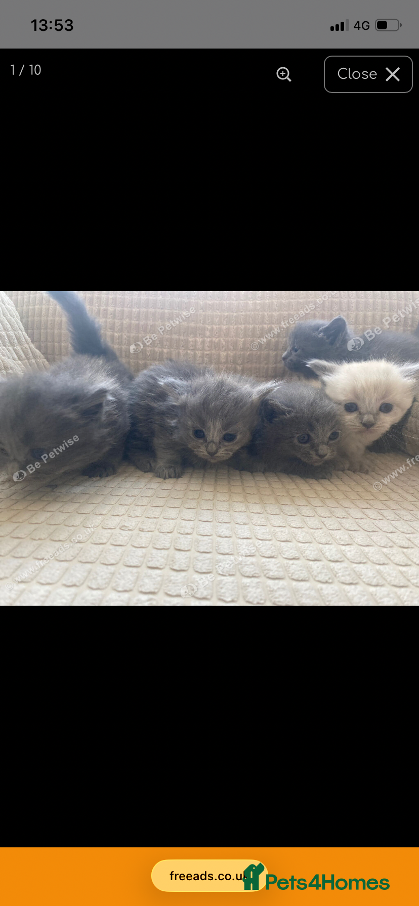 British Shorthair cats  British Shorthair X Ragdoll - Advert 18