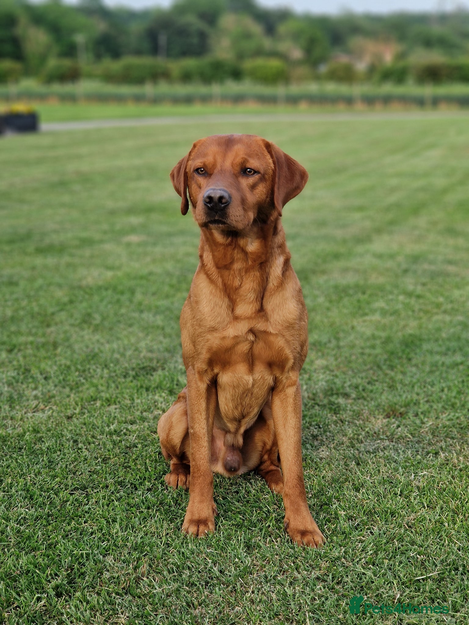 Labrador Retriever dogs KC Registered Health tested Fox Red Labrador - Advert 1
