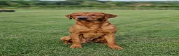 Labrador Retriever dogs for stud: KC Registered Health tested Fox Red Labrador - Advert 1