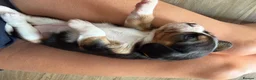 Beaglier dogs for sale: 🐾 Millie’s Beautiful Second & Final Litter 🐾 - Advert 18