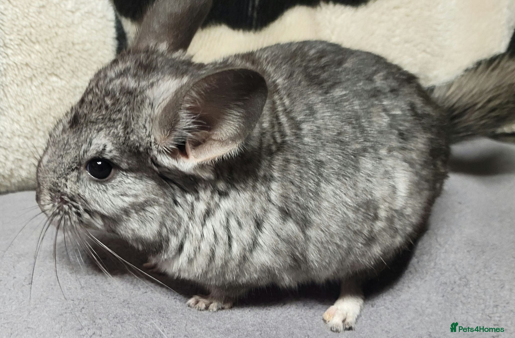 Chinchilla rodents 4 baby grey female chinchillas - Advert 2