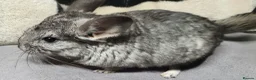 Chinchilla rodents for sale: 4 baby grey female chinchillas - Advert 1