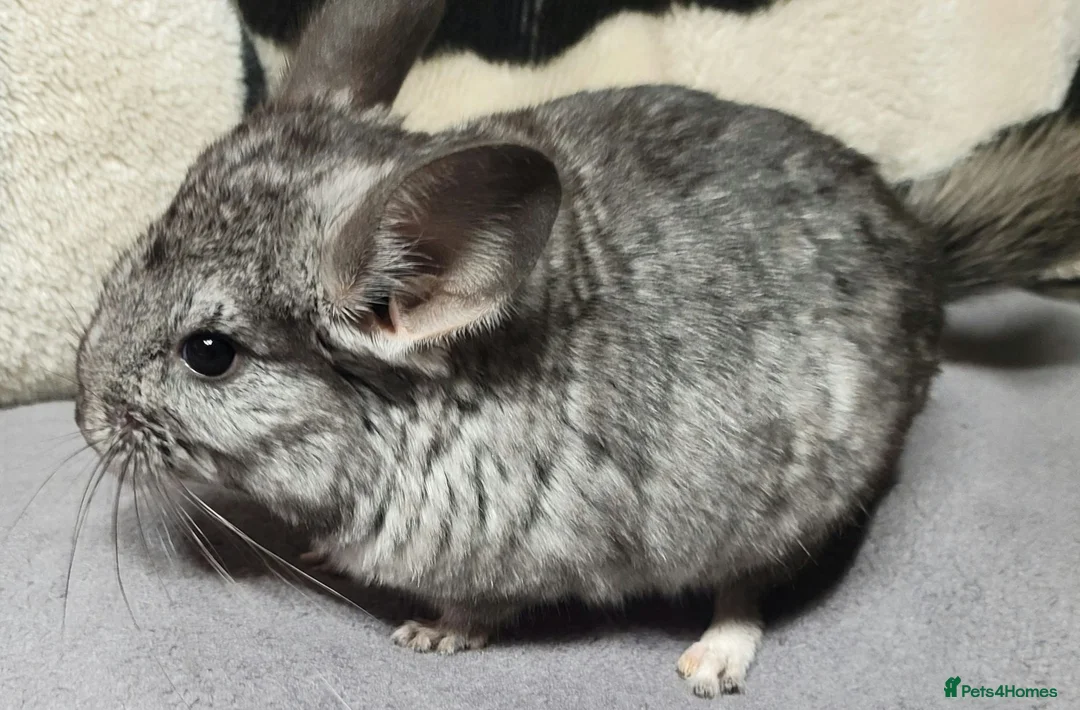 Chinchilla rodents for sale: 4 baby grey female chinchillas - Advert 1