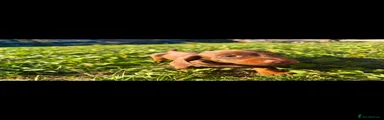 Miniature Dachshund 4