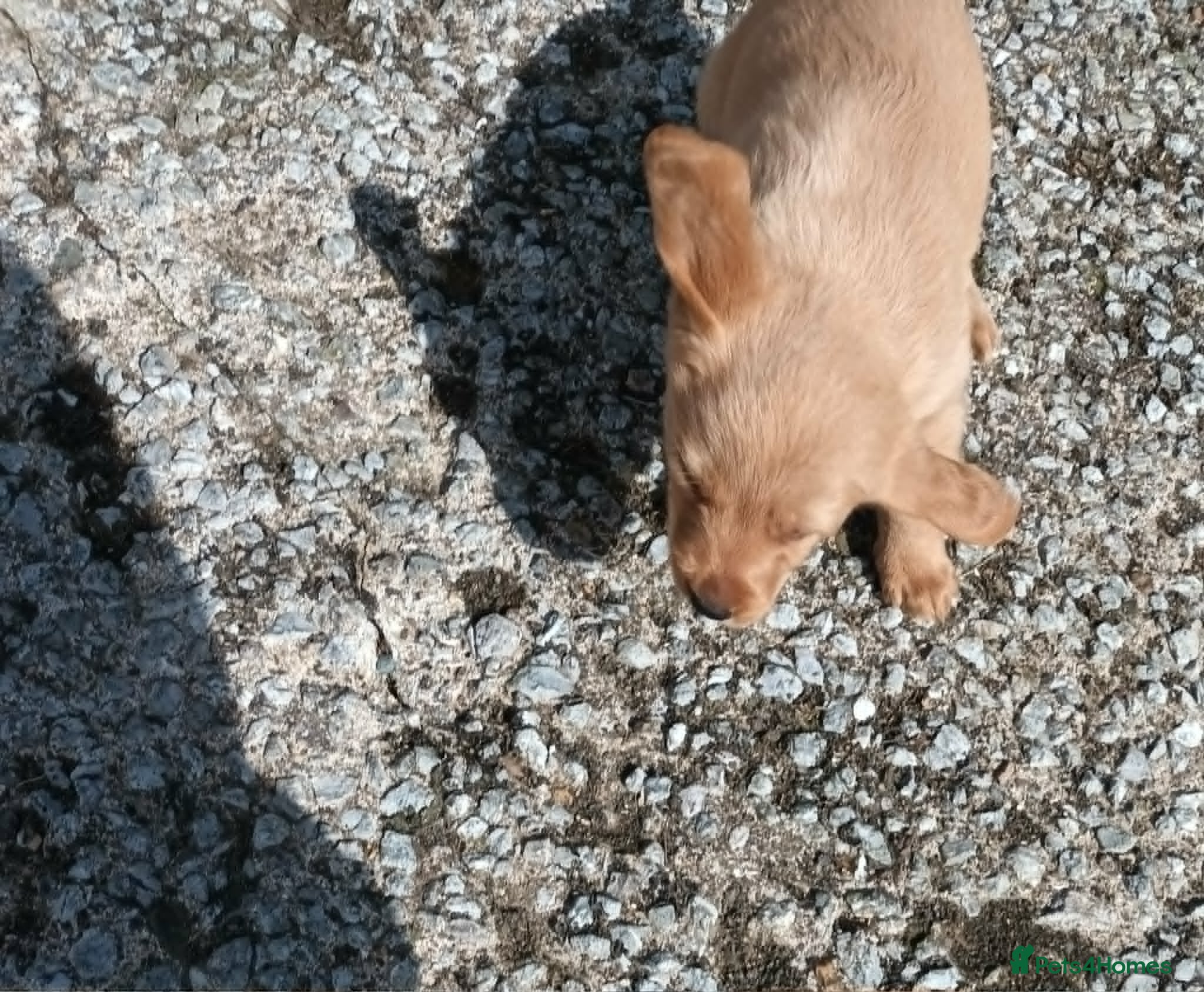 Labradoodle dogs GOLD MINIATURE LABRADOODLE PUPS / LICENCED BREEDER - Advert 1