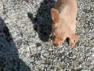 Labradoodle dogs GOLD MINIATURE LABRADOODLE PUPS / LICENCED BREEDER - Advert 1