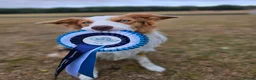 Border Collie dogs for stud: Stunning Blue Eyed Red Merle BorderCollie for Stud - Advert 12