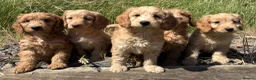 Cockapoo dogs for sale: F1 Miniature Cockapoo Puppies – Ready Soon - Advert 1