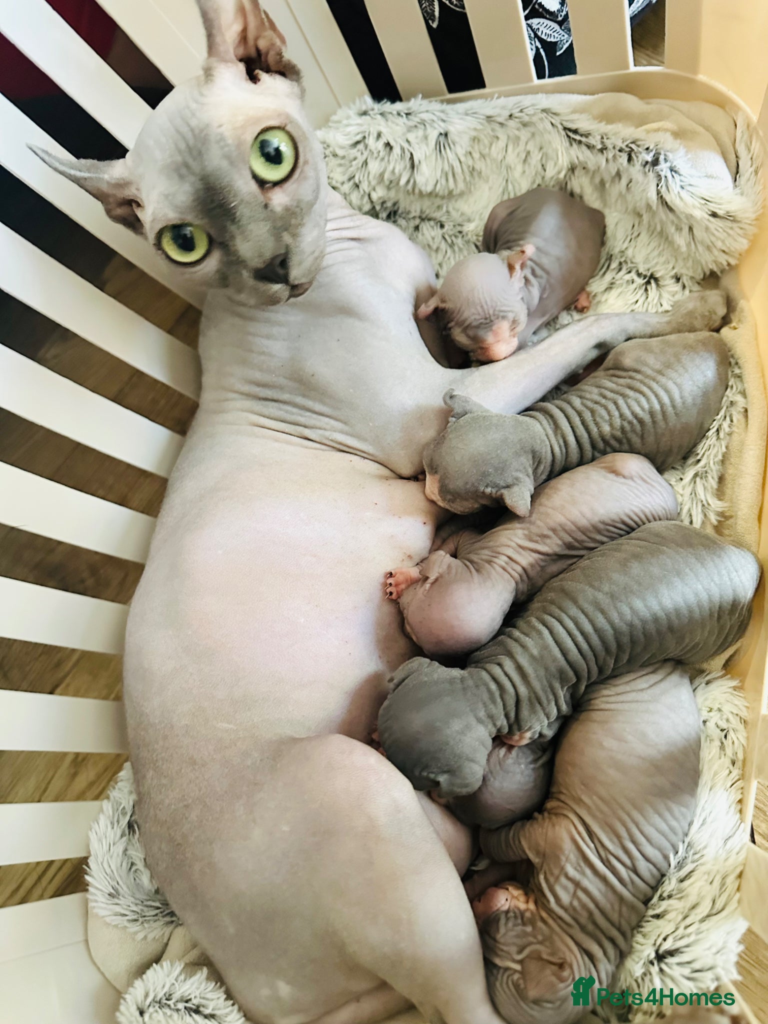 Sphynx cats Stunning lilac and blue sphynx  - Advert 6