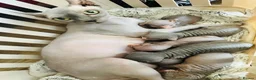 Sphynx cats for sale: Stunning lilac and blue sphynx  - Advert 2