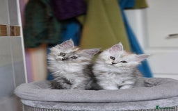 Maine Coon cats for sale: Pedigree TICA Maine Coon Kittens  - Image 3