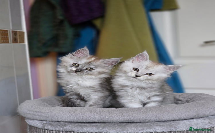 Maine Coon cats - Advert 3