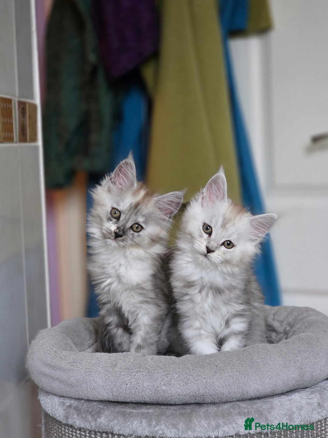 Maine Coon cats for sale: Pedigree TICA Maine Coon Kittens  - Image 3