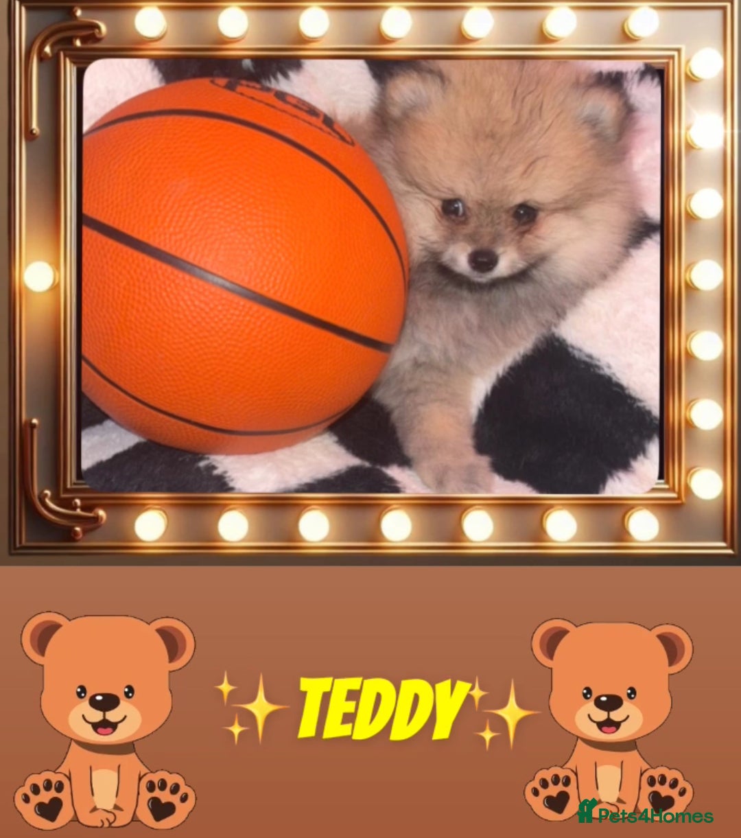 Pomeranian dogs for sale: ✨🐶Small Teddy Bear🧸 SKY🩵BLUE EYE 👀POMS🐶✨ - Advert 14