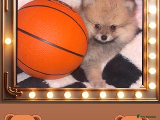 Pomeranian dogs ✨🐶650g Teddy Bear🧸 SMALL SKY🩵BLUE EYE 👀POMS🐶✨ - Advert 2