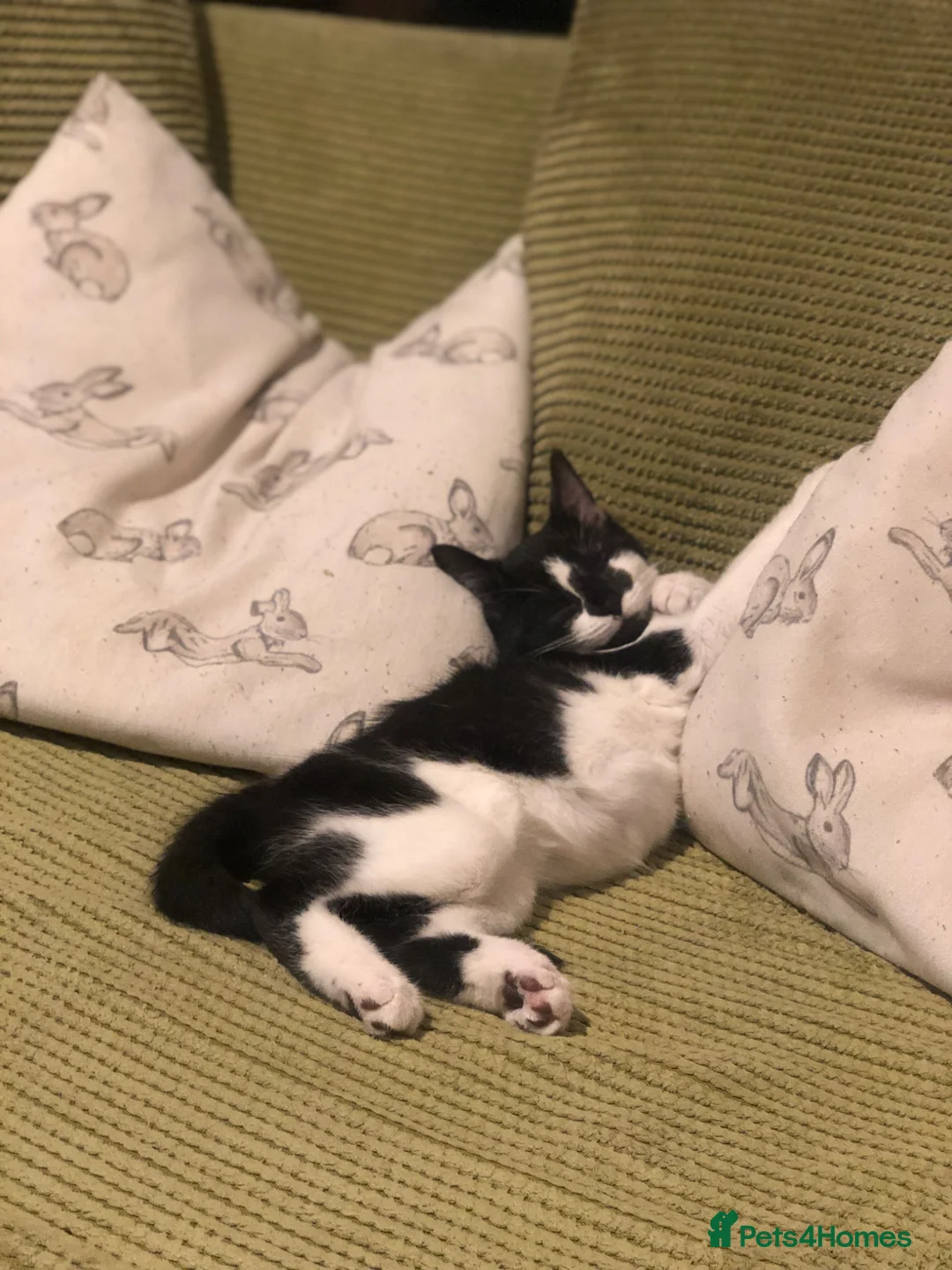 Mixed Breed cats for sale: Female cat for good home  - Advert 4