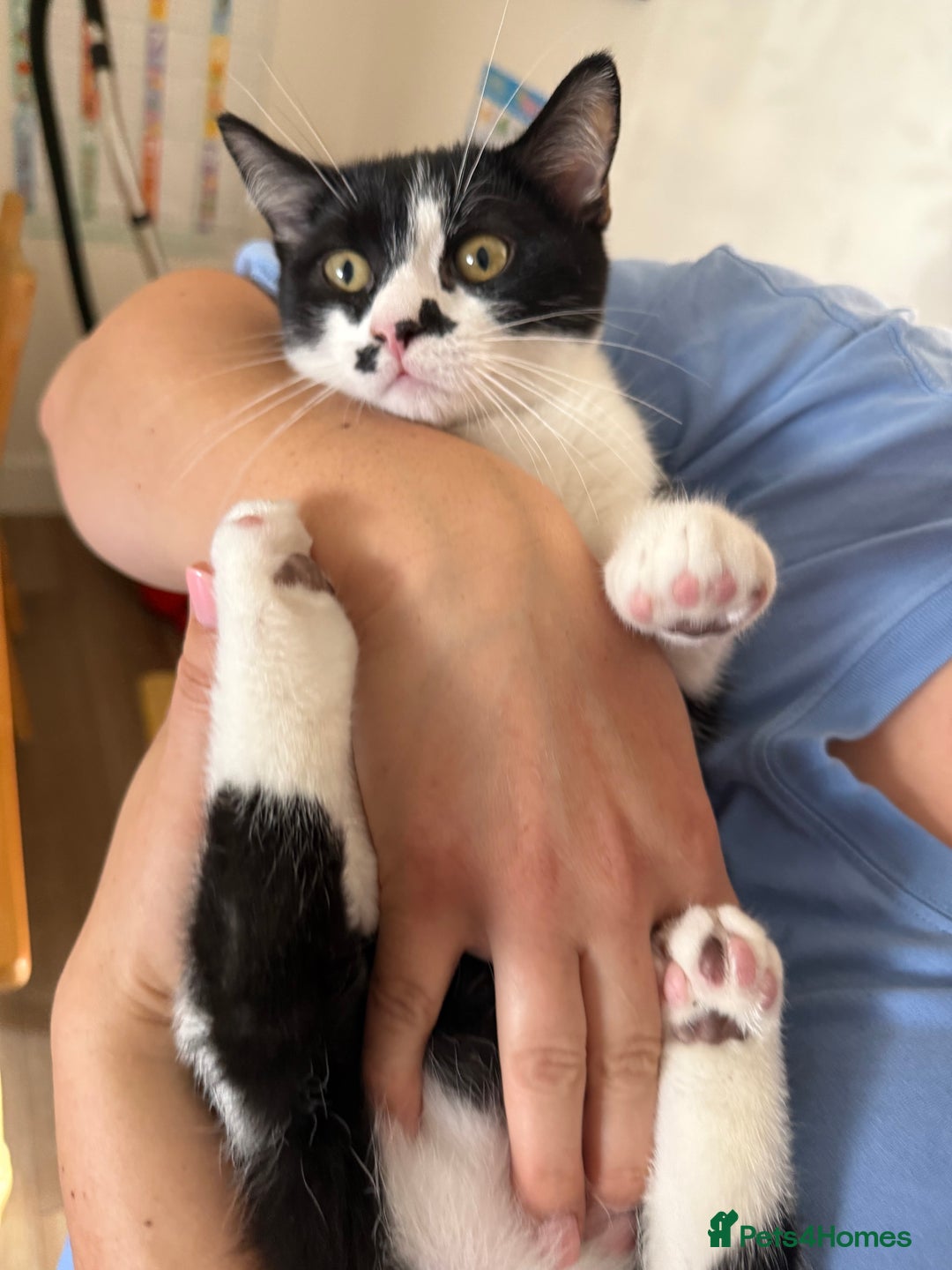 Mixed Breed cats for sale: British shorthair 5 mix kittens  - Image 22