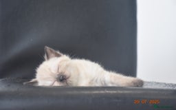 British Shorthair cats for sale: Full BSH kittens ready to leave now, 14 weeks old - Image 30