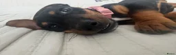 Dachshund dogs for sale: Rehoming  - Advert 2