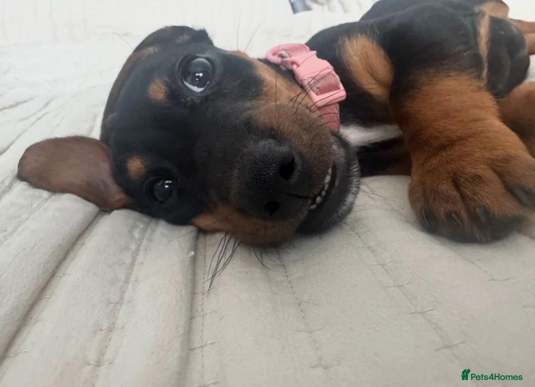 Dachshund dogs for sale: Rehoming  - Advert 2