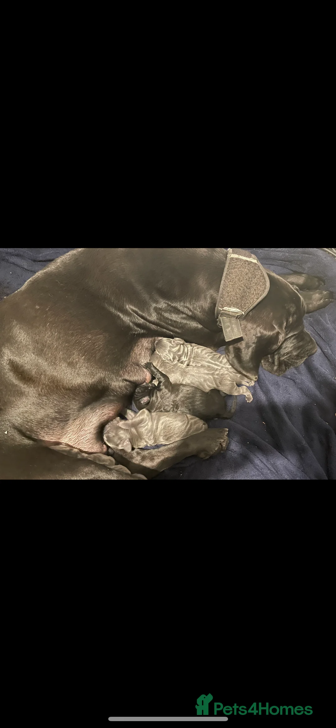 Mixed Breed dogs for sale: STUNNING MASTIFF/GREAT DANE PUPPIES - Advert 28