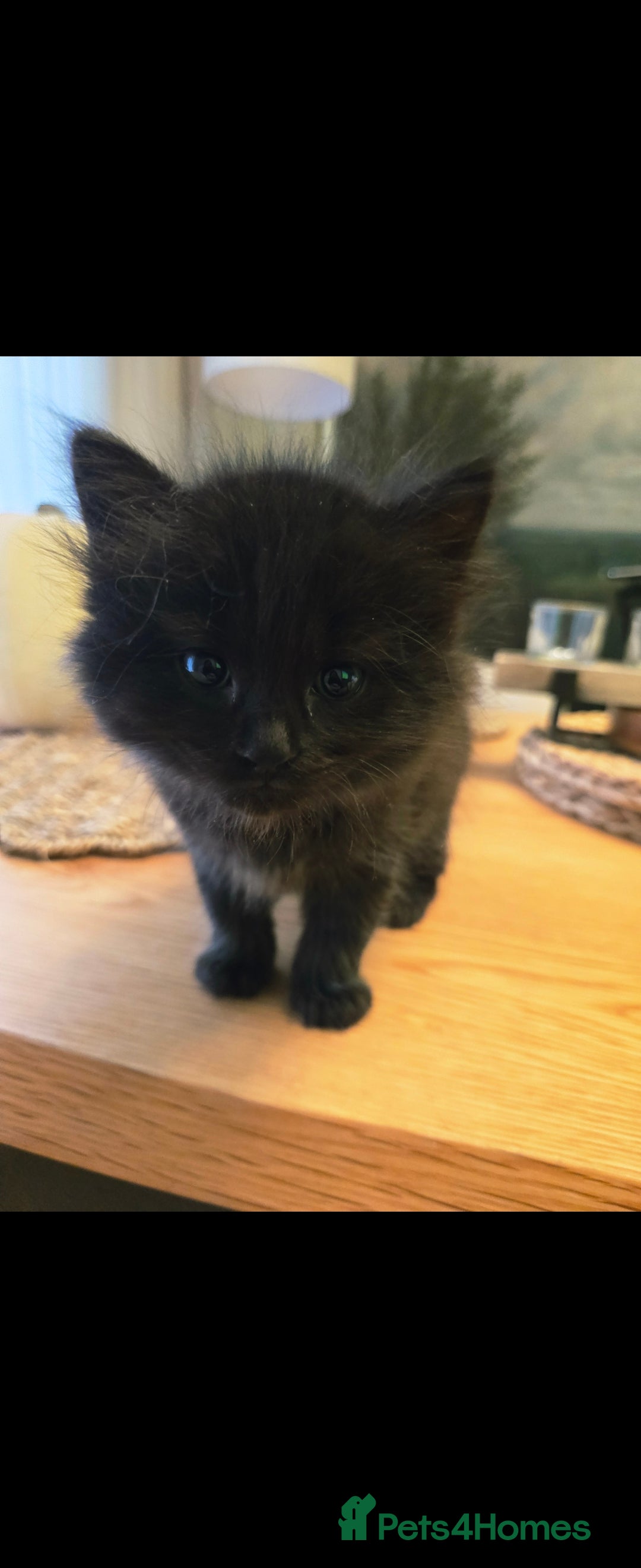 Mixed Breed cats for sale: Mixed black female kittens  - Image 11