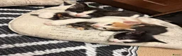 British Shorthair cats for sale: beautiful female black and white kitten x - Advert 3