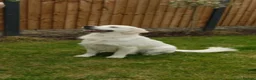 Golden Retriever dogs for stud: FANTASY FLY APRIL JOKE AT TRIARDER  in Doncaster - Advert 5