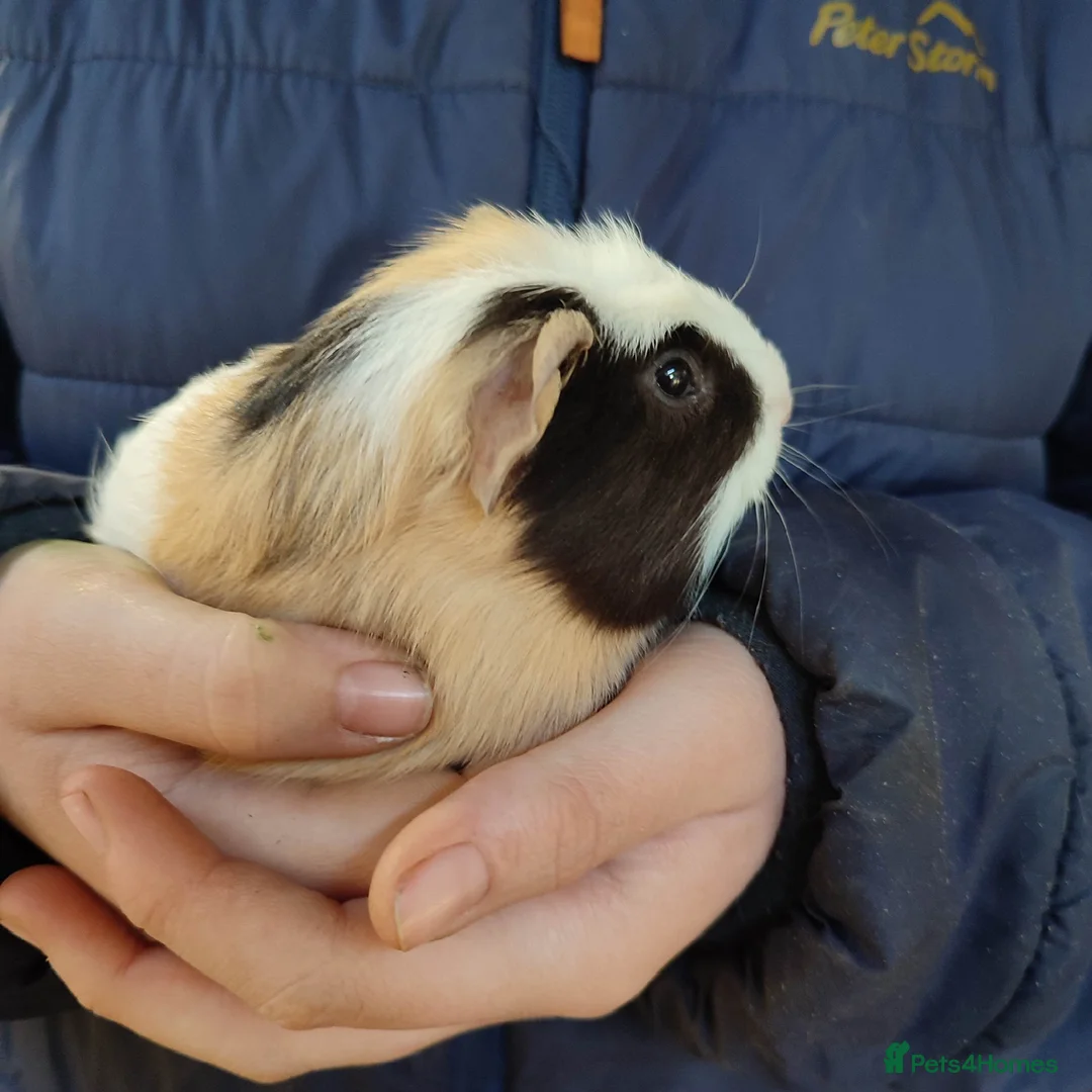 Guinea Pig rodents for sale: Guinea pigs for sale  - Advert 1