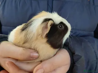 Guinea Pig rodents Guinea pigs for sale - Advert 15