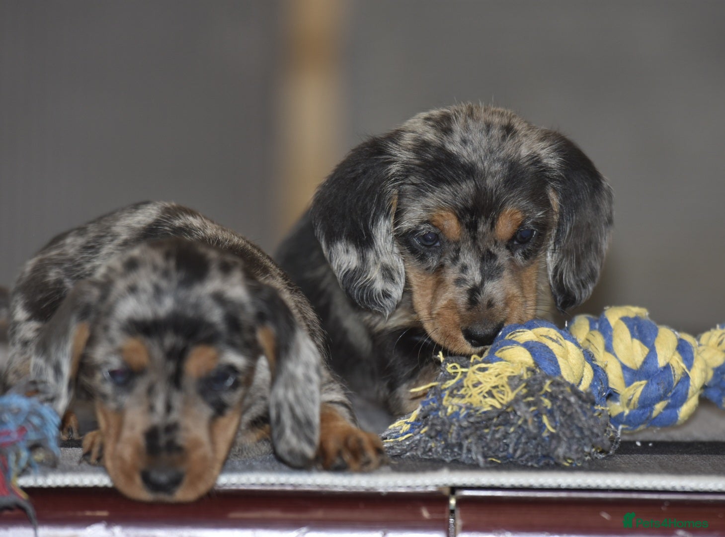 Dachshund dogs Stunning dachshund pups - Advert 6