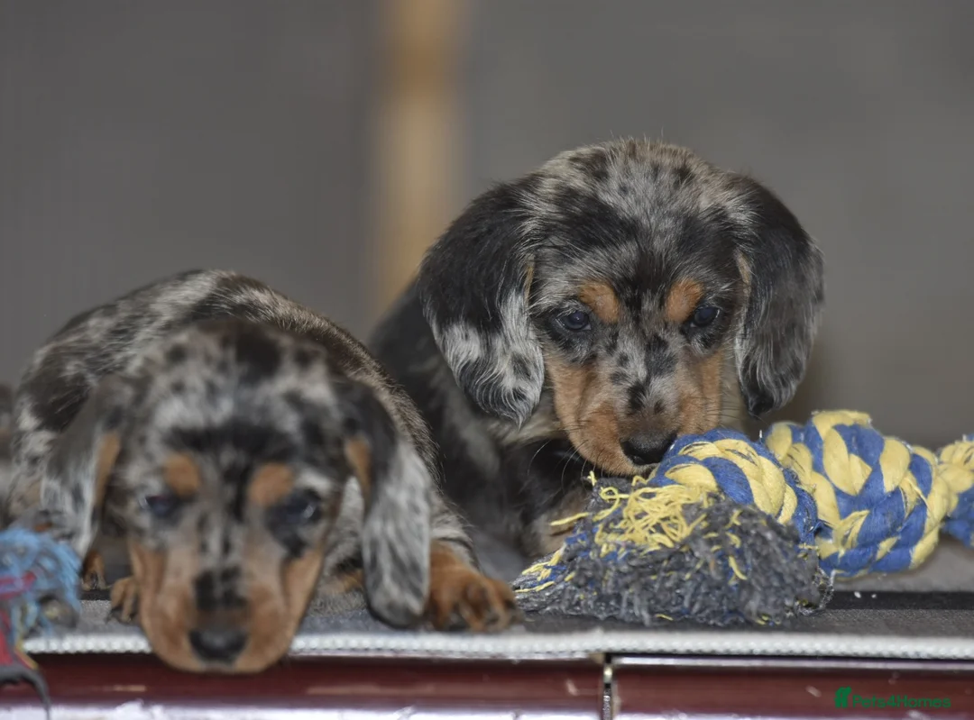 Dachshund dogs for sale: Stunning dachshund pups - Advert 12