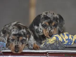 Dachshund dogs Stunning dachshund pups - Advert 6