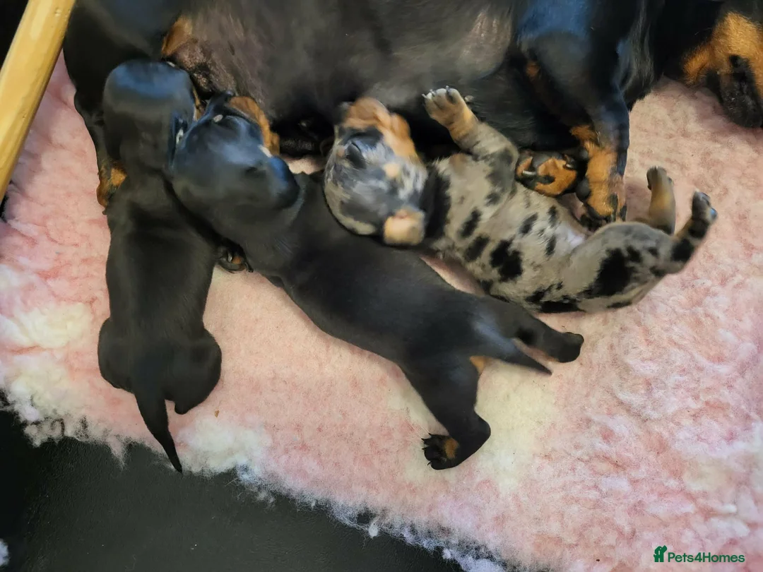 Miniature Dachshund dogs for sale: SMART KC REGISTERED FEMALE  - Advert 4