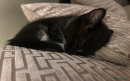 Maine Coon cats for sale: Main coon cross kittens  - Image 8
