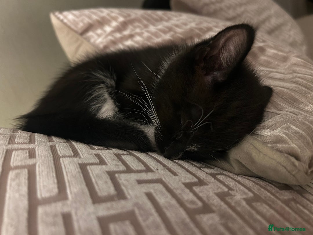 Maine Coon cats for sale: Main coon cross kittens  - Image 8