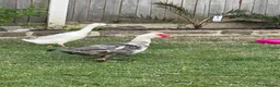 Geese poultry for sale: Male goose  - Advert 1