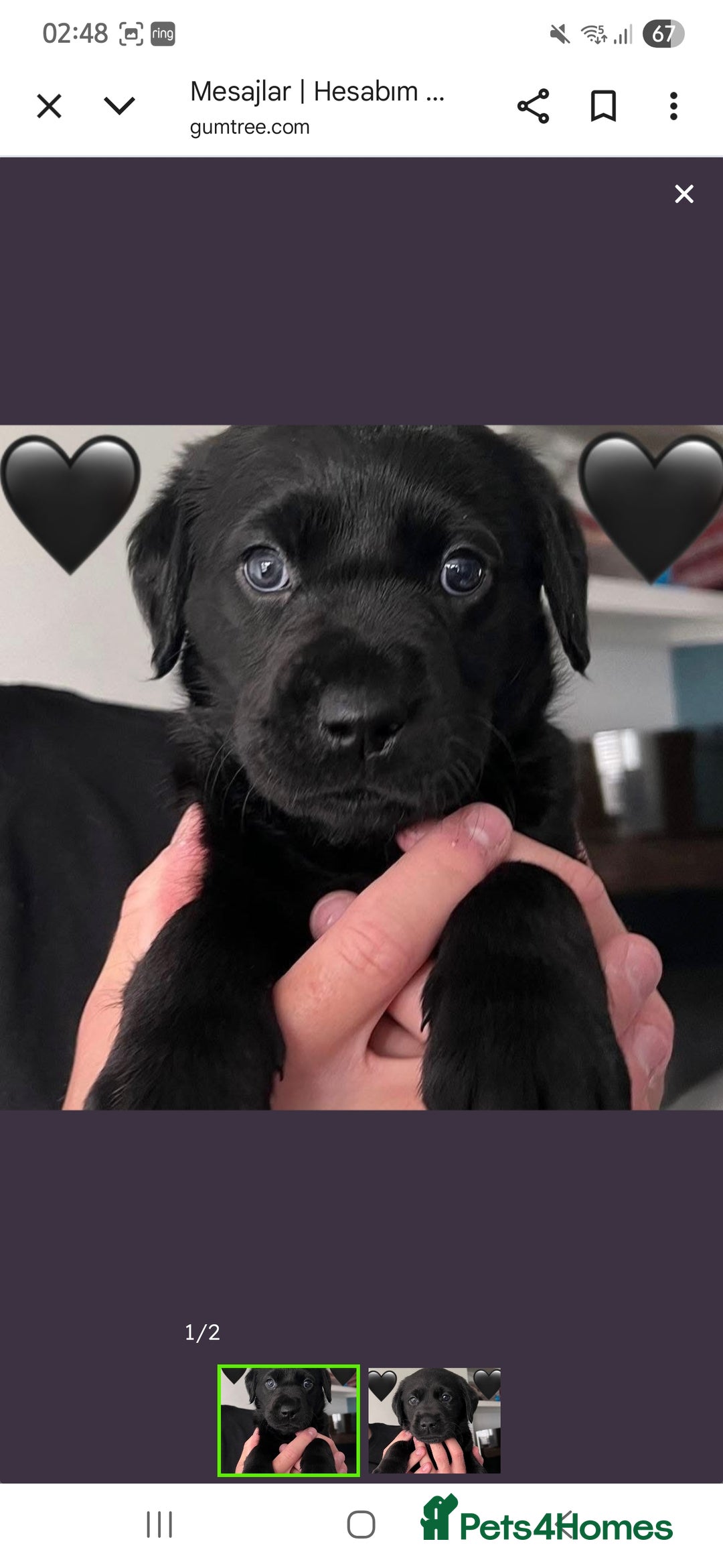 Labrador Retriever dogs for sale: Black labradors - Advert 3