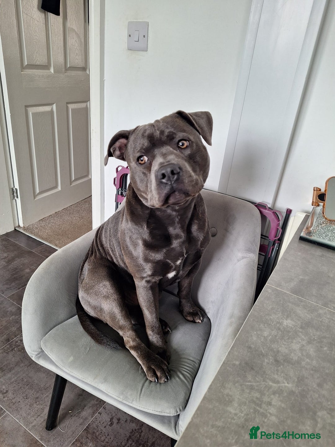 Staffordshire Bull Terrier dogs for stud: **FOR STUD** KC REGISTERED BLUE STAFF BULL TERRIOR - Advert 6