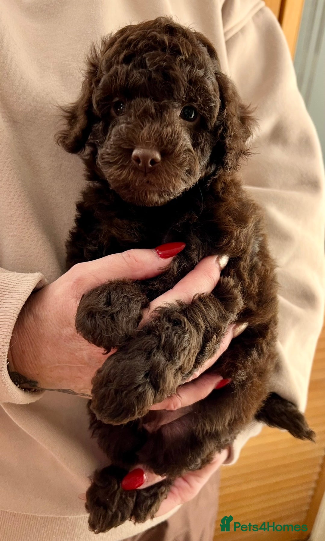 Labradoodle dogs for sale: F1b Labradoodles, Miniature Health tested parents - Advert 13