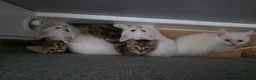 British Shorthair cats for sale: Beautiful British kittens - Advert 12