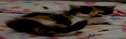 Mixed Breed cats for sale: Adorable Fluffy kittens  - Advert 1