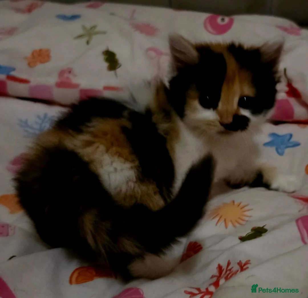Mixed Breed cats for sale: Adorable Fluffy kittens  - Advert 1